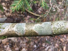 Buellia griseovirens