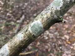 Buellia griseovirens