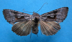 Syngrapha epigaea