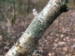 Buellia griseovirens