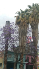 Jacaranda mimosifolia