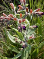 Anchusa hybrida
