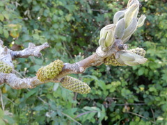 Juglans regia