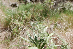 Euchloe eversi