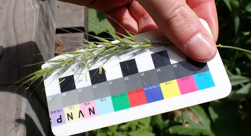 Elymus californicus, photograph 3