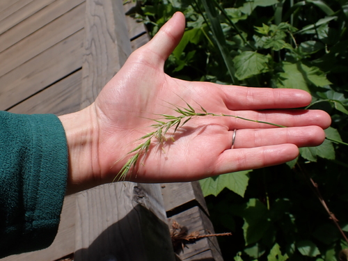Elymus californicus, photograph 4