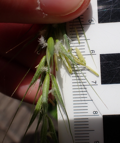 Elymus californicus, photograph 2