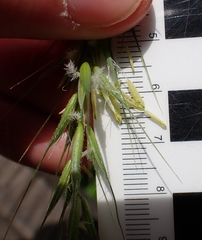 Elymus californicus, photograph (c) Steven Lamonde, some rights reserved (CC BY)