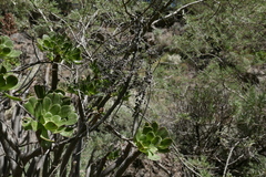 Aeonium arboreum
