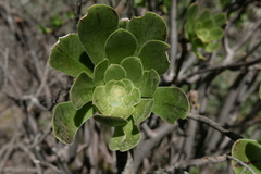 Aeonium arboreum