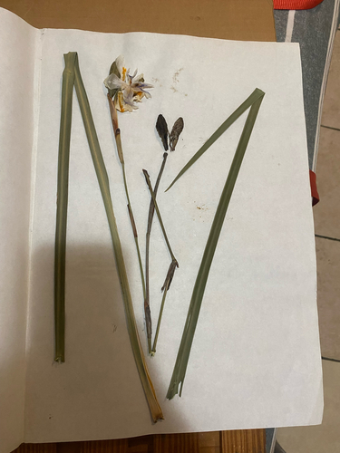 Small Fortnight Lily