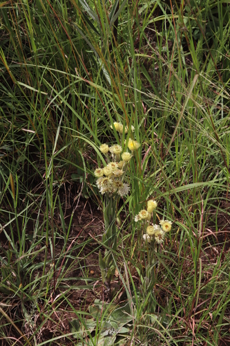 Image of Helichrysum mixtum by (c) Tony Rebelo, some rights reserved (CC BY-SA)