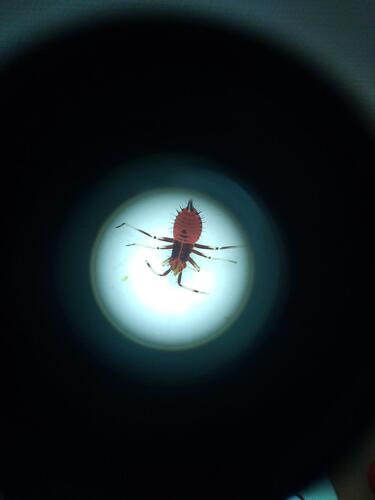 red-spotted plant bug