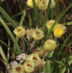 Helichrysum mixtum
