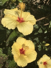 Hibiscus