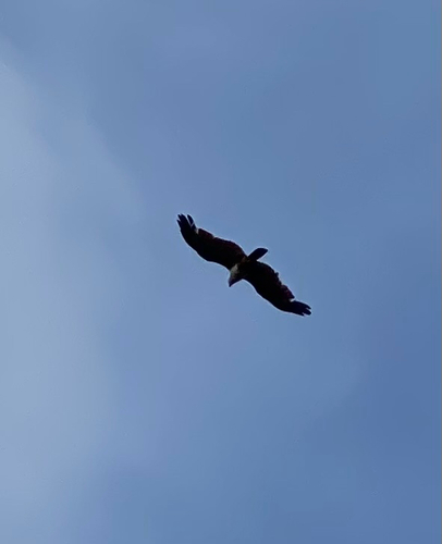 Brahminy Kite