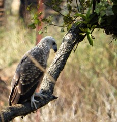 Haliaeetus ichthyaetus