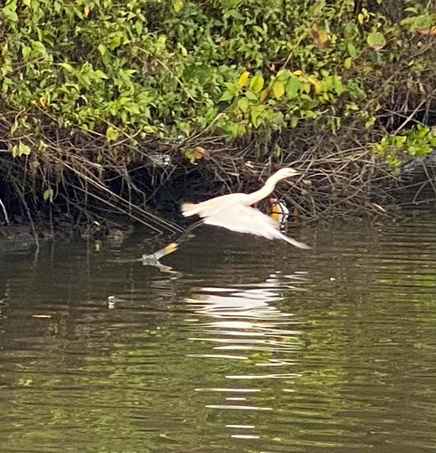 Little Egret