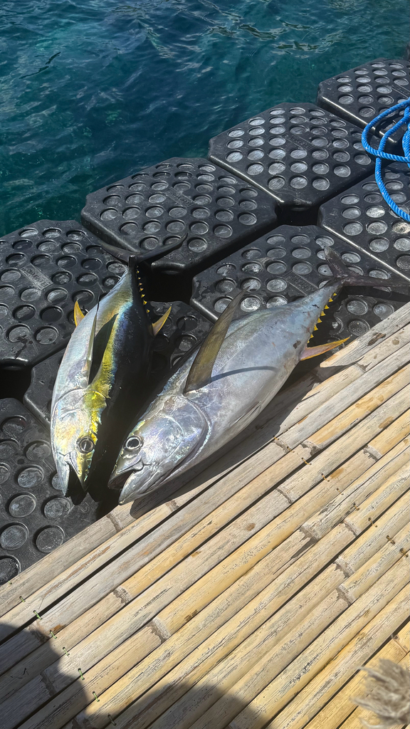 Allison tuna (Thunnus albacares)