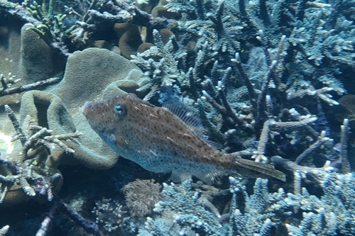 Pseudomonacanthus macrurus