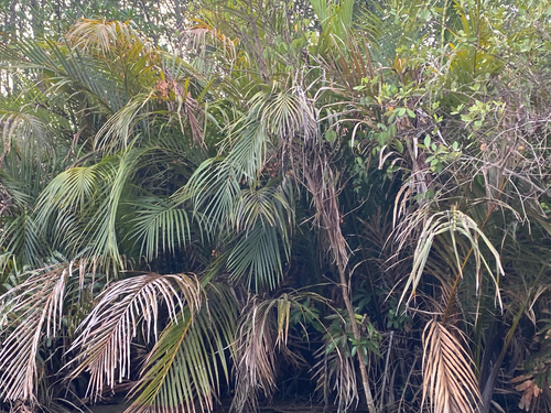Mangrove Palm