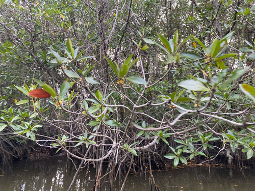Tall-stilt Mangrove