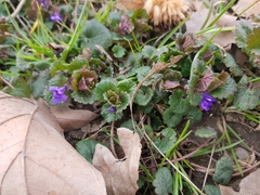 Glechoma hederacea