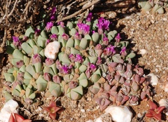 Gibbaeum petrense