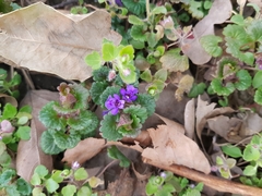Glechoma hederacea