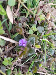 Glechoma hederacea