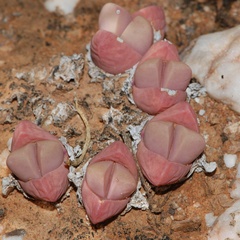 Gibbaeum petrense