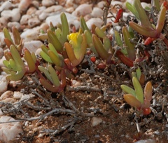 Malephora thunbergii