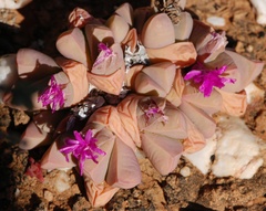 Gibbaeum petrense