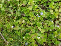 Veronica persica