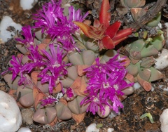Gibbaeum petrense