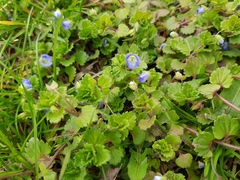 Veronica persica
