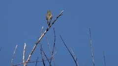 Sporophila torqueola