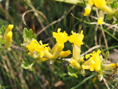 Chamaecytisus ratisbonensis
