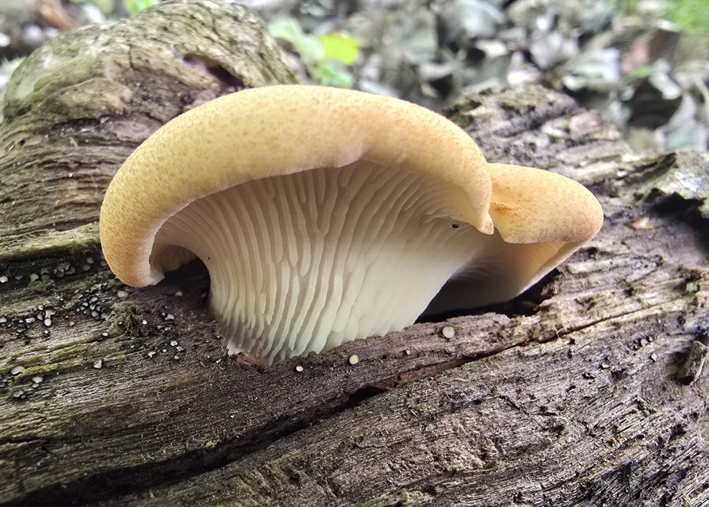 Neolentinus degener
