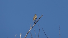 Sporophila torqueola