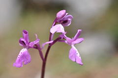 Orchis anatolica