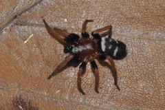 Poecilochroa variana