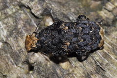 Platyrhinus resinosus