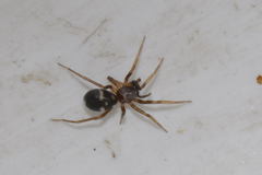 Phrurolithus