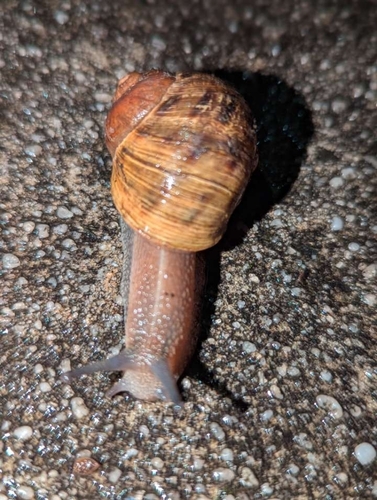 Cornu aspersum