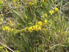 Chamaecytisus ratisbonensis