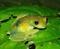 Hyloscirtus phyllognathus