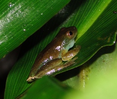 Hyloscirtus phyllognathus