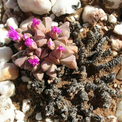 Gibbaeum petrense