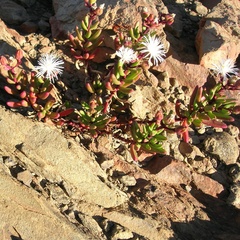 Mesembryanthemum longistylum